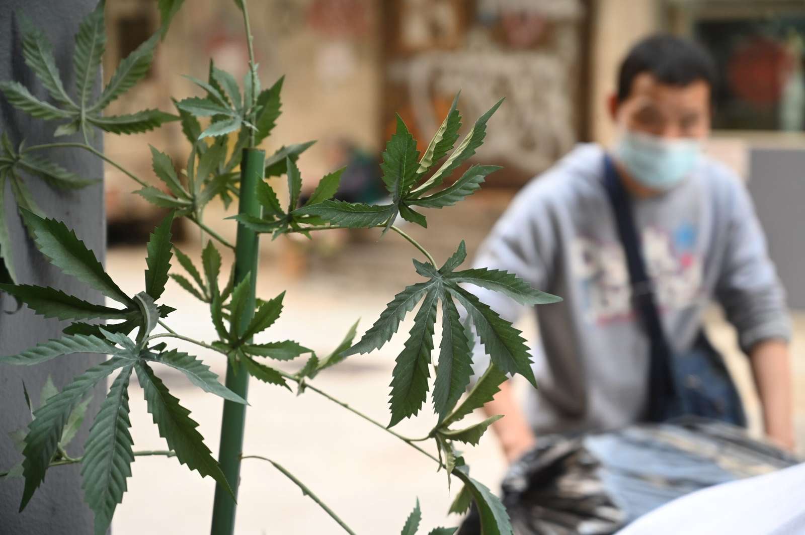 A man passes by imitation cannabis plants outside a business who used to sell cannabidiol products in Hong Kong on February 1, 2023. - A new law criminalising the possession, consumption and selling of cannabidiol (CBD) in Hong Kong came into effect on February 1, placing the substance on par with heroin in terms of legal classification. (Photo by Peter PARKS / AFP)