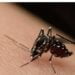Honduras reporta 6,375 casos de dengue a la fecha