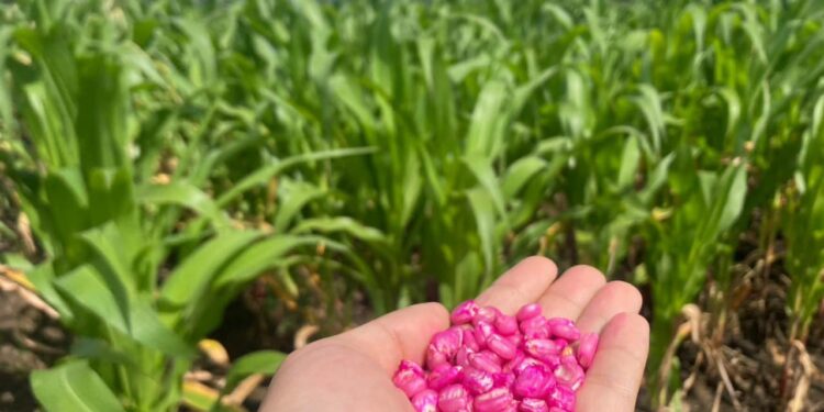 Taiwán ayuda a Guatemala con la producción de semilla de maíz más resistente