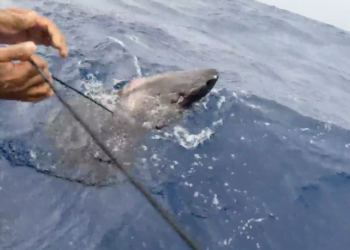 Un misterioso tiburón ártico que puede vivir hasta 500 años se perdió y terminó nadando en las aguas de Belice