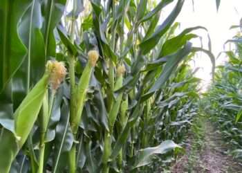 Los cultivos de maíz se verían afectados por el cambio climático.