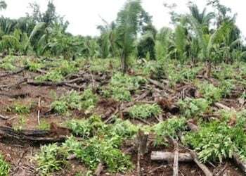 Plantación de coca descubierta por las autoridades al sur de Belice.
