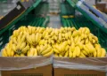 El sector bananero genera más de 40,000 empleos y deja más de $1,000 millones en divisas a la economía costarricense.