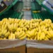 El sector bananero genera más de 40,000 empleos y deja más de $1,000 millones en divisas a la economía costarricense.