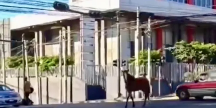 Caballo perdido paraliza tráfico en hora pico en San Salvador y es atrapado horas después