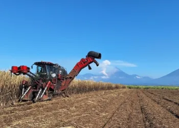 El sector azucarero se encuentra en emergencia en Guatemala.