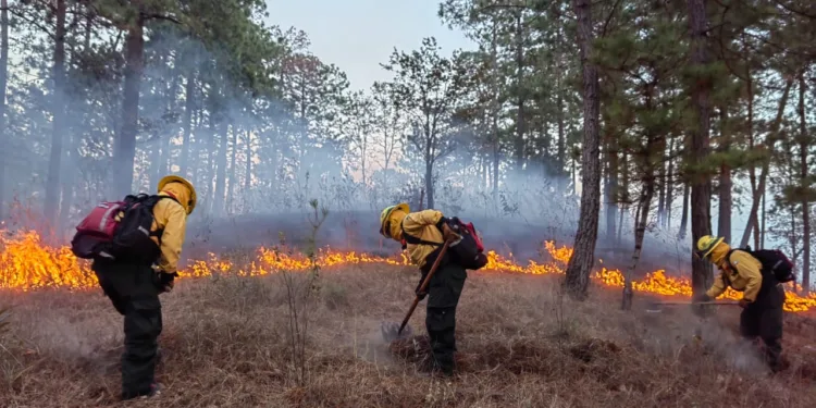 Autoridades reportan 15 incendios forestales en Guatemala