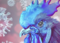 Es la primera víctima humana de la gripe aviar, según la OMS.