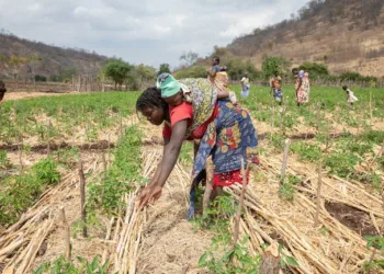 Un grupo de campesinas trabajan la tierra en un programa del PMA. en Mozambique./PMA