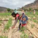 Cambio climático: un informe predice una caída del 30 % en los ingresos de los cultivos y 50 millones de personas sin agua en África