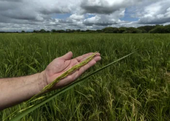 Productores advierten de desabastecimiento de arroz en Costa Rica