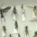 Parte de la colección de insectos en el Museo de Entomología de Panamá.