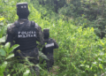 Honduras ha detectado 76 plantaciones de coca en lo que va del año