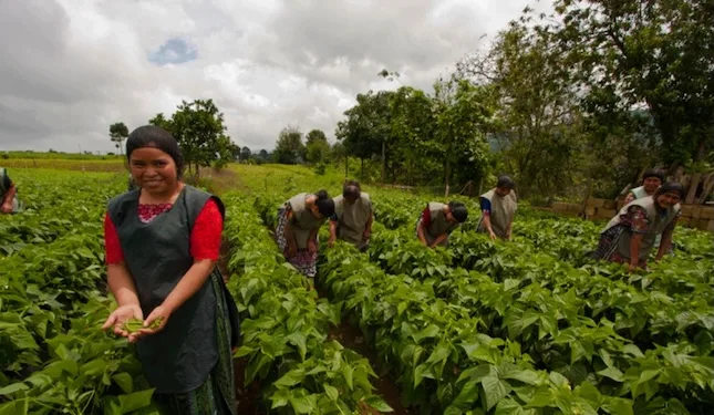 Tres de cada 10 mujeres rurales en Guatemala participan en una actividad económica