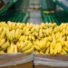 El banano de tres países centroamericanos afectados por nuevos aranceles de EEUU