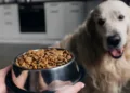 El mercado de alimentos para mascotas crece 41 % en Centroamérica