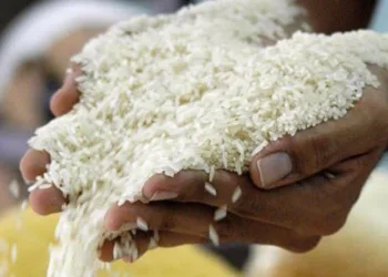 Productores de arroz en Honduras advierten retiro masivo por falta de apoyo estatal