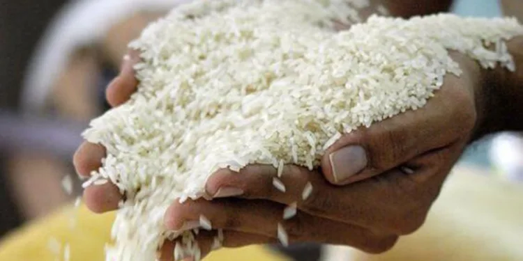 Productores de arroz en Honduras advierten retiro masivo por falta de apoyo estatal