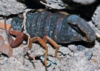 Nueva especie de escorpión es descubierta en reserva natural de Honduras
