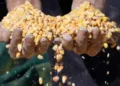 Inseguridad alimentaria afecta a 2,9 millones de guatemaltecos, según informe de la ONU