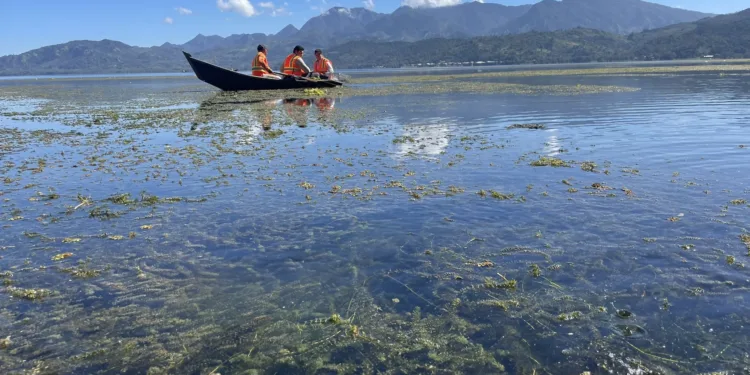 Creciente invasión de lechuga acuática afecta al Yojoa, el único lago natural de Honduras