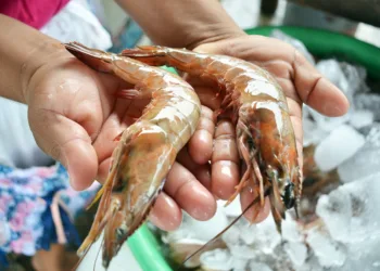 Las exportaciones de camarón de Guatemala a Taiwán superan los $1.9 millones en cuatro meses