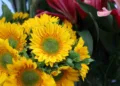 Productores guatemaltecos prevén crecimiento del 10 % en las exportaciones flores por Día de la Madre