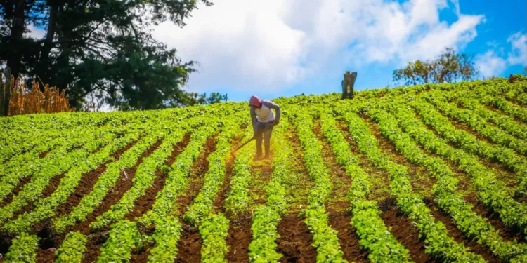 Agricultores salvadoreños prevén la cosecha de granos básicos más grande en cuatro años