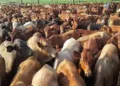 Productores mexicanos acusan de que 100,000 cabezas de ganado ingresan ilegalmente desde Centroamérica
