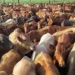 Productores mexicanos acusan de que 100,000 cabezas de ganado ingresan ilegalmente desde Centroamérica