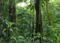 Costa Rica es el único de la región con “bajo riesgo de deforestación”, clave para las exportaciones a la Unión Europea