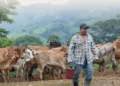 Guatemala lanza programa para combatir al gusano barrenador del ganado
