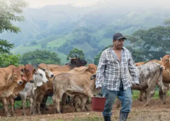 Guatemala lanza programa para combatir al gusano barrenador del ganado