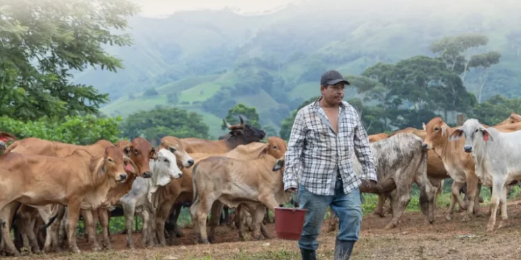 Guatemala lanza programa para combatir al gusano barrenador del ganado