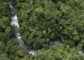 Casi la mitad de las especies de árboles en México y Centroamérica están en peligro de extinción