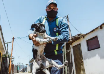 perros costa rica