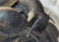 Costa Rica alerta por brote de caracol gigante africano que amenaza las exportaciones agrícolas