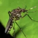 Panamá en alerta por 613 casos de virus Oropouche y Salud refuerza control