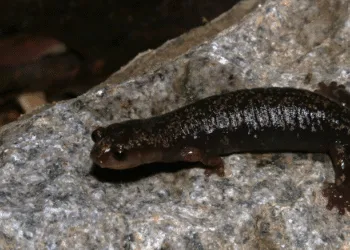 Descubren nueva salamandra dorada exclusiva del Parque Chirripó en Costa Rica