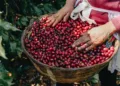 El precio del café alcanza su nivel más alto desde abril por temor a escasez en EE UU
