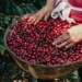 El precio del café alcanza su nivel más alto desde abril por temor a escasez en EE UU