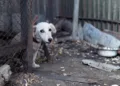 En El Salvador crecen los casos de maltrato animal tras el cierre del Instituto de Bienestar Animal: más de 40 perros atendidos en tres meses