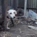 En El Salvador crecen los casos de maltrato animal tras el cierre del Instituto de Bienestar Animal: más de 40 perros atendidos en tres meses