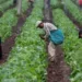 Guatemala ejecuta más de $5.5 mil millones en desarrollo local sin dejar resultados reales, según evaluación oficial