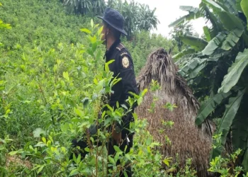 Guatemala destruye más de cinco millones de plantas de cultivos ilícitos
