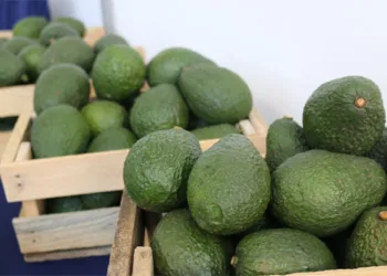 Guatemala proyecta $5,226 millones en exportaciones agrícolas y apunta a conquistar 47 mercados