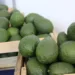 Guatemala proyecta $5,226 millones en exportaciones agrícolas y apunta a conquistar 47 mercados