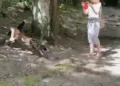 Jaguar sorprende a turistas en Tikal, Guatemala, al cazar un coatí frente a sus ojos