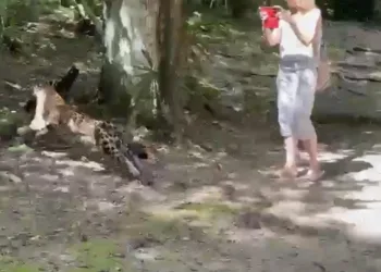 Jaguar sorprende a turistas en Tikal, Guatemala, al cazar un coatí frente a sus ojos