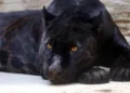 Rescatan en Guatemala a un jaguar melánico tras una semana de intensa búsqueda por el riesgo para la comunidad